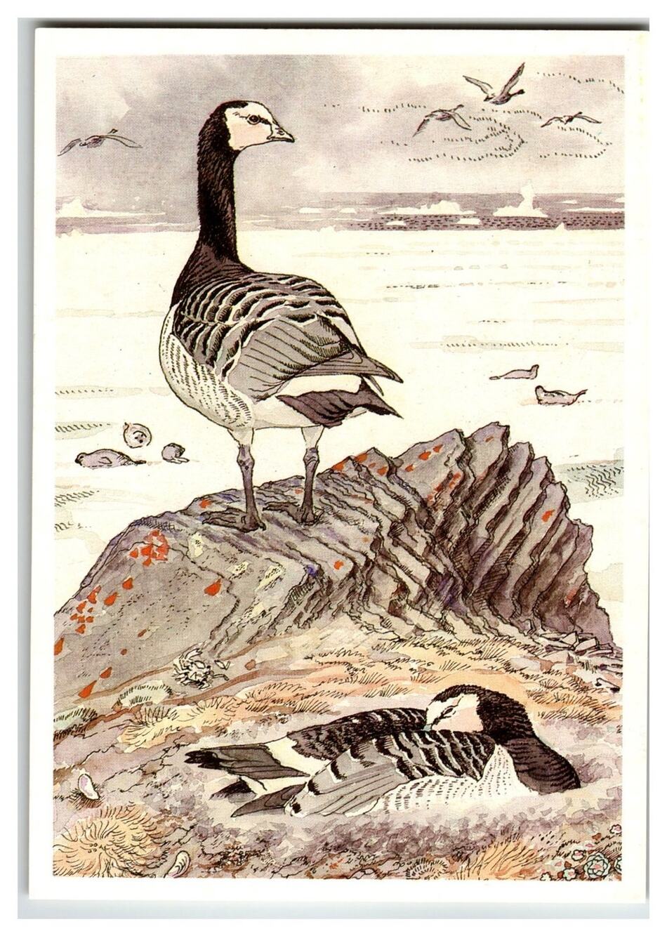 Barnacle Geese V.A. Gorbatov Art Postcard Soviet Russian Wildlife 1989